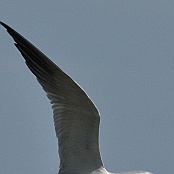 Caspian Tern  "Sterna caspia"